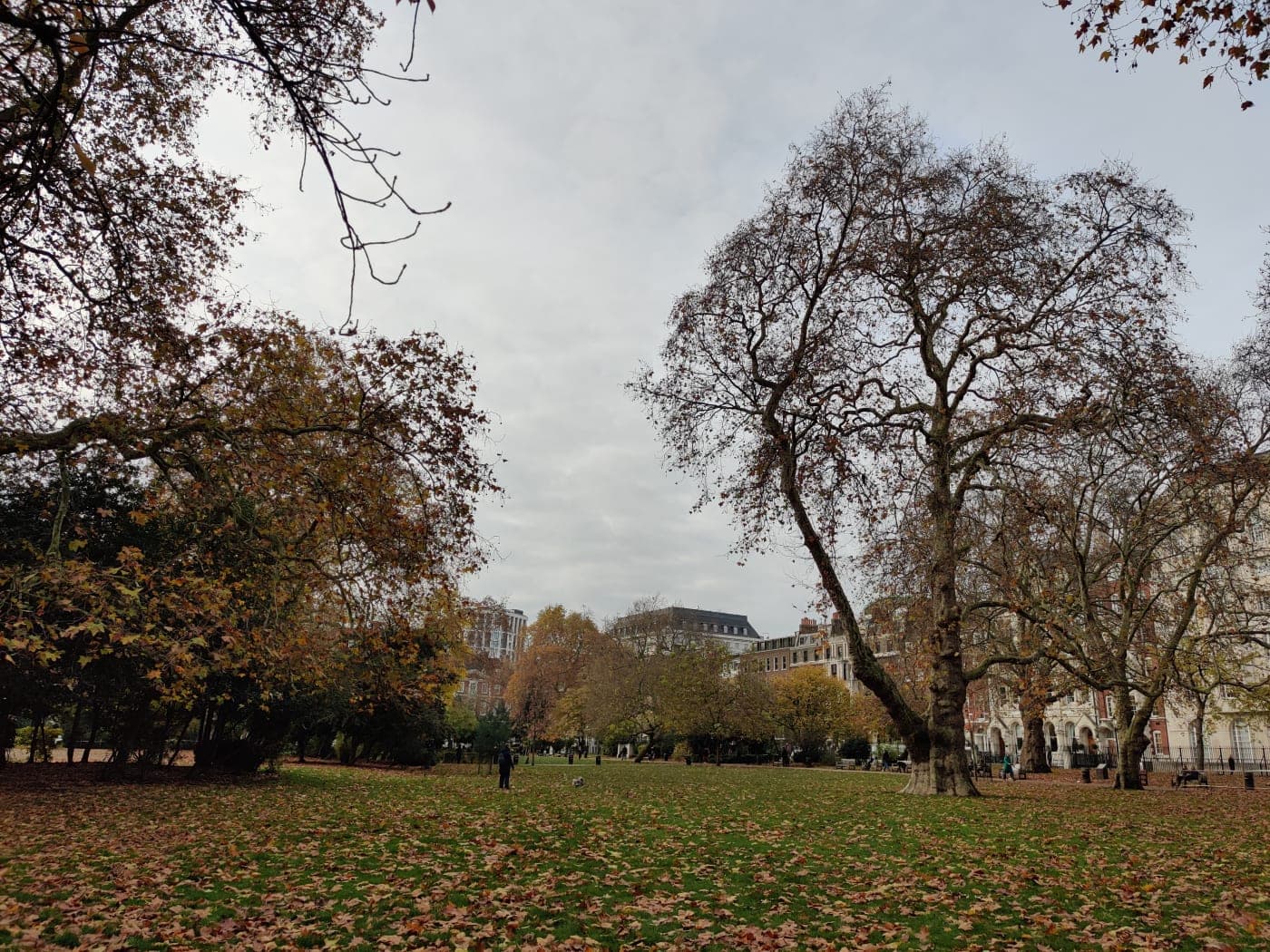 Neotribal — placeholder